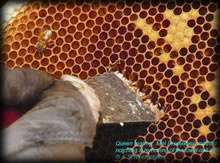 Queen Rearing notching